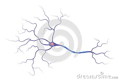Illustration of neuron anatomy. Structure. Vector infographic nerve cell axon and myelin sheath Vector Illustration